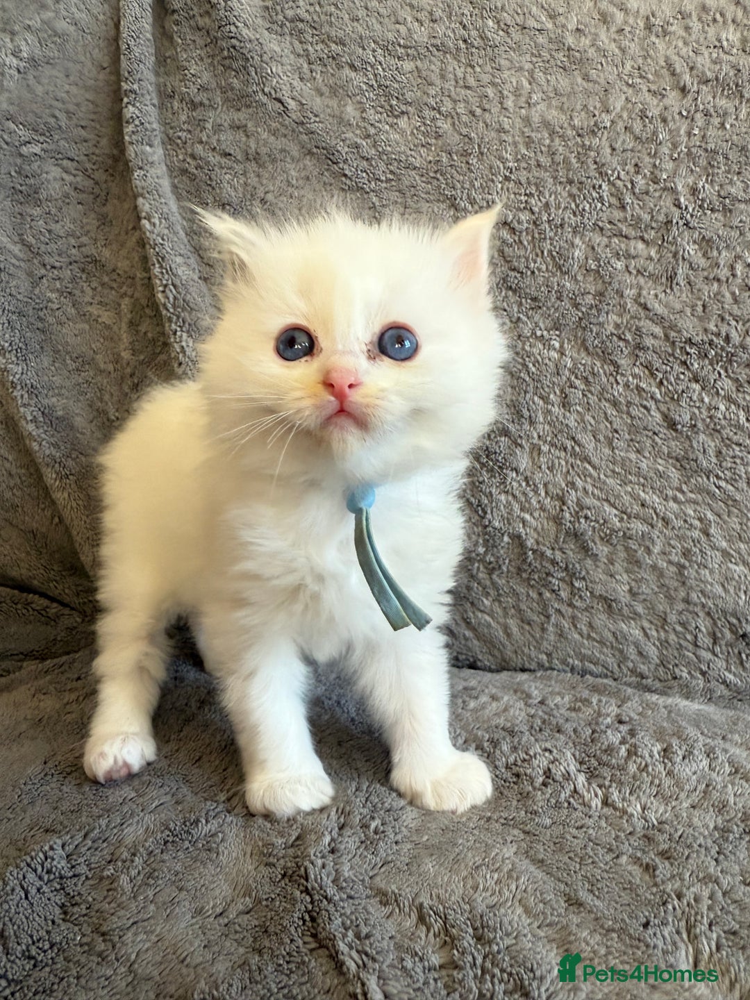 Ragdoll cats for sale: Genetically tested parents 6 Adorable Kittens  - Advert 13