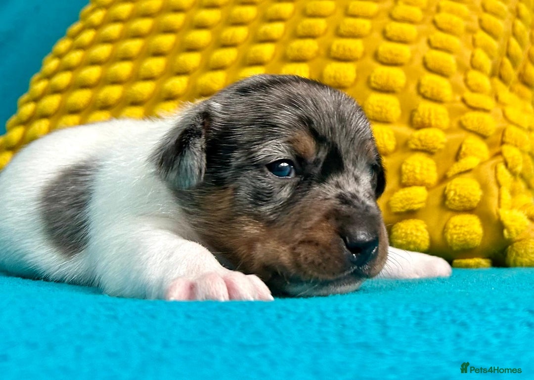 Jack Russell dogs for sale: Quality pure bred  Jack Russel babies  - Advert 20