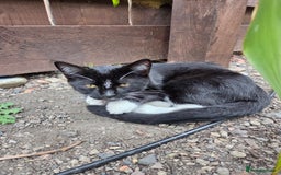 Mixed Breed cats for sale: Mr Shy  - Image 3