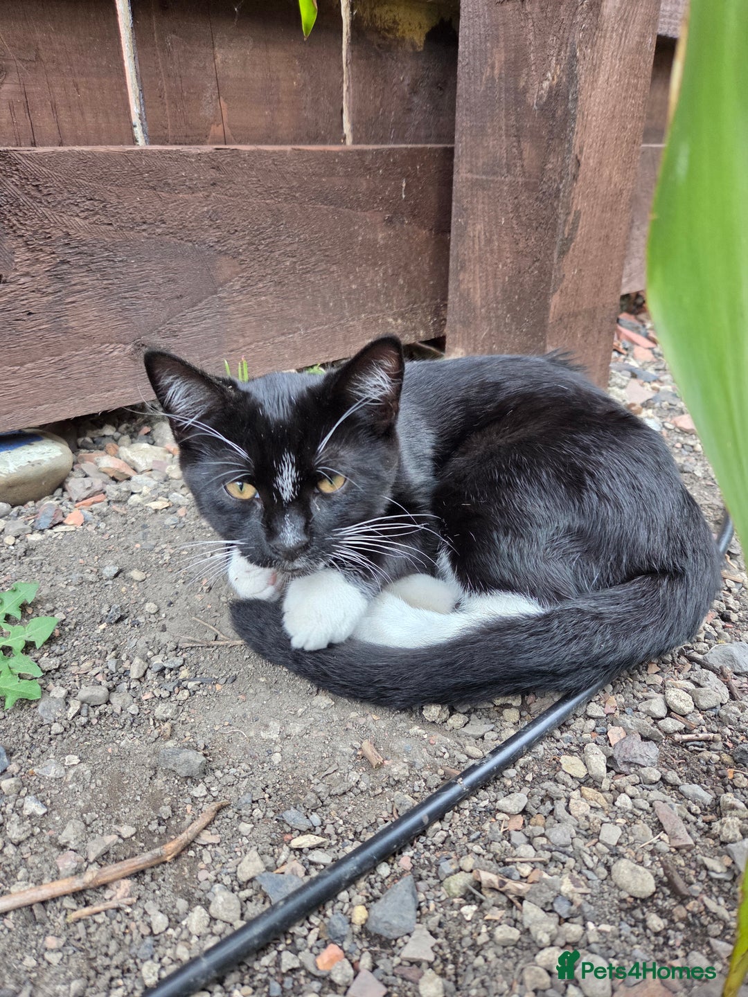 Mixed Breed cats for sale: Mr Shy  - Image 3