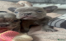 French Bulldog dogs for sale: Lilac blue eyed litter of 6. DWKC registered  - Image 13
