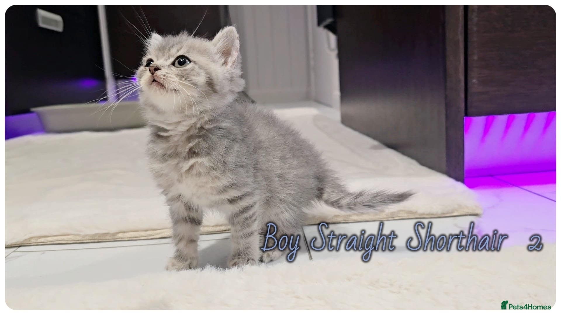 Scottish Fold cats Scottish fold - Advert 8