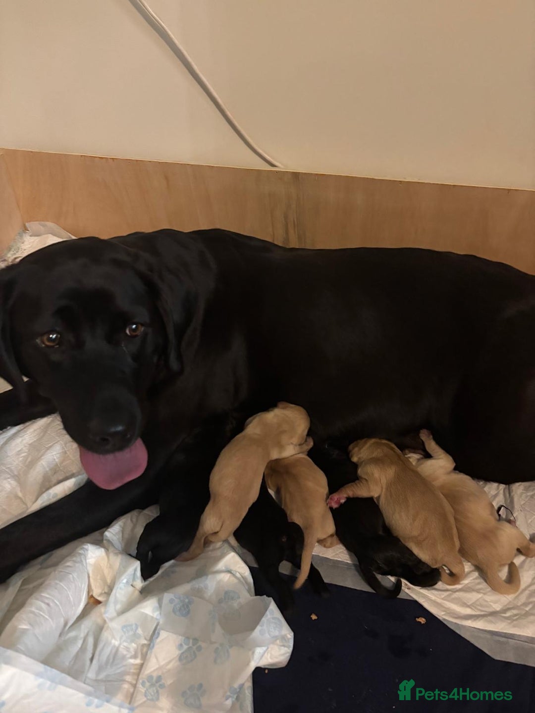 Labrador Retriever dogs for sale: Gorgeous Working Labrador puppies  - Advert 17