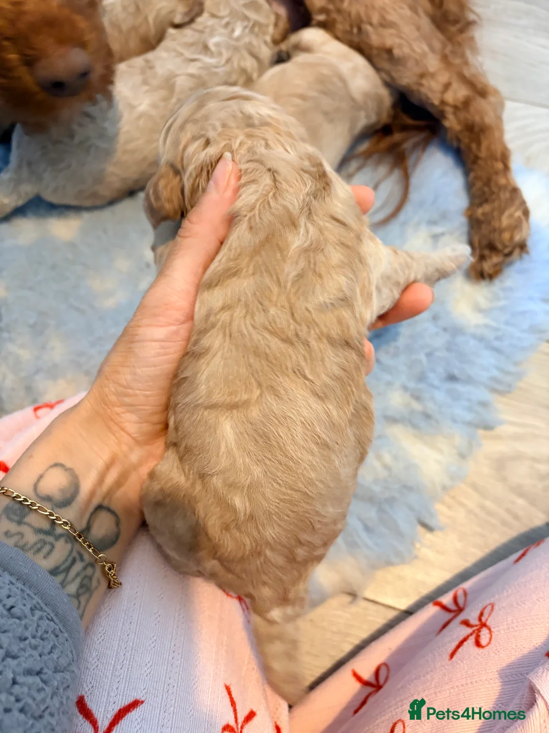 Cockapoo dogs for sale: F1B cockapoos  in Maldon - Advert 11