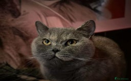 British Shorthair cats for sale: British shorthair FEMALES. Looking for a new homes - Image 5