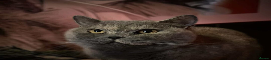 British Shorthair female 3