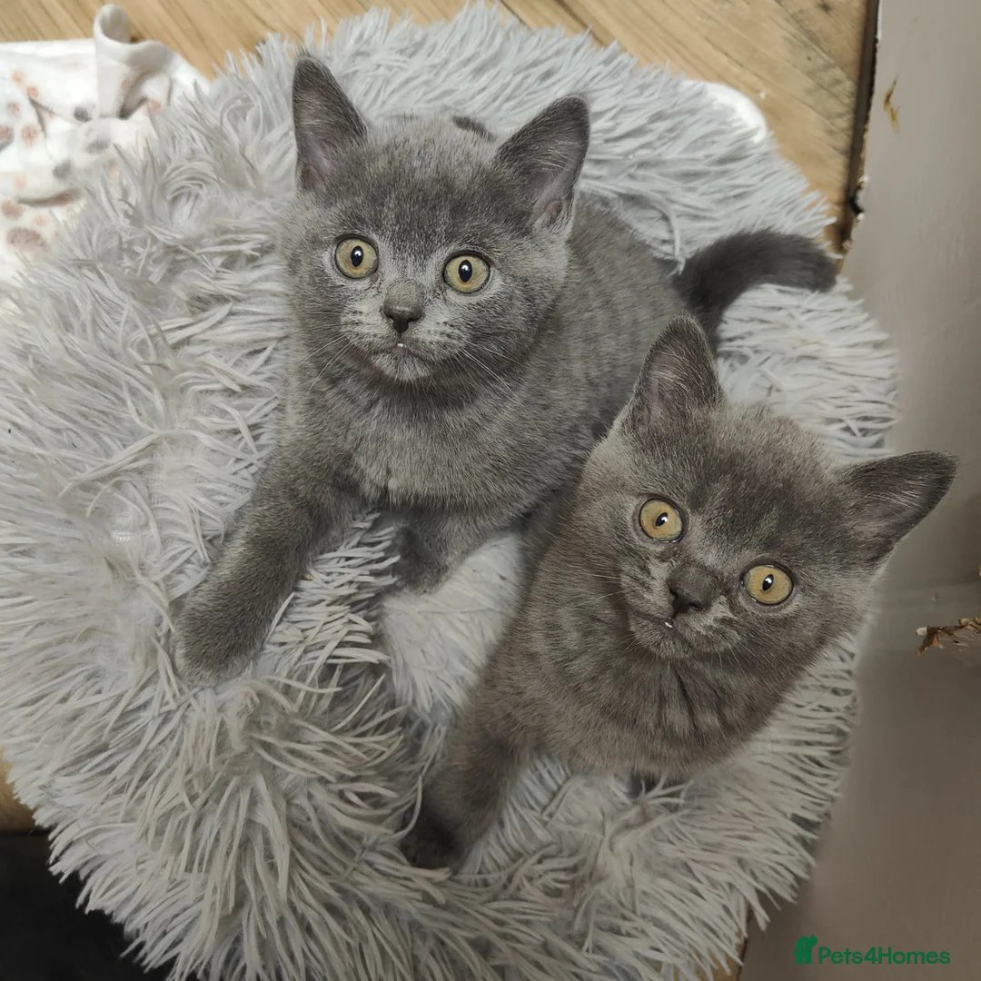 Scottish Fold cats for sale: 3 beautiful kittens - Advert 4