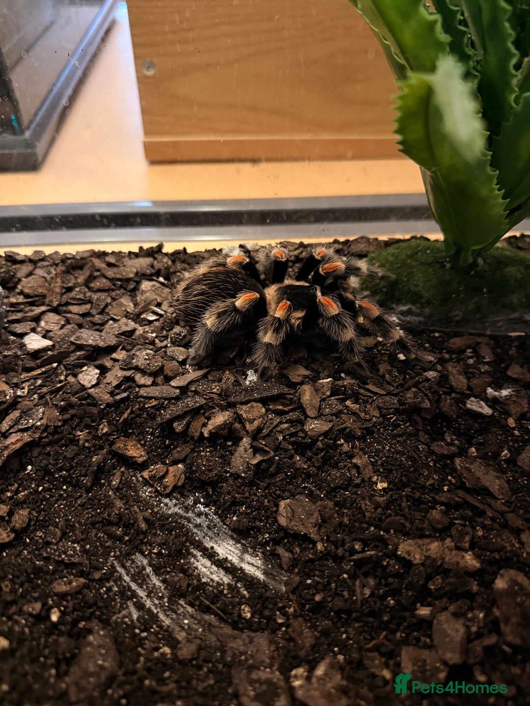 Tarantulas invertebrates for sale: Mexican Red Knee Tarantula  - Advert 3