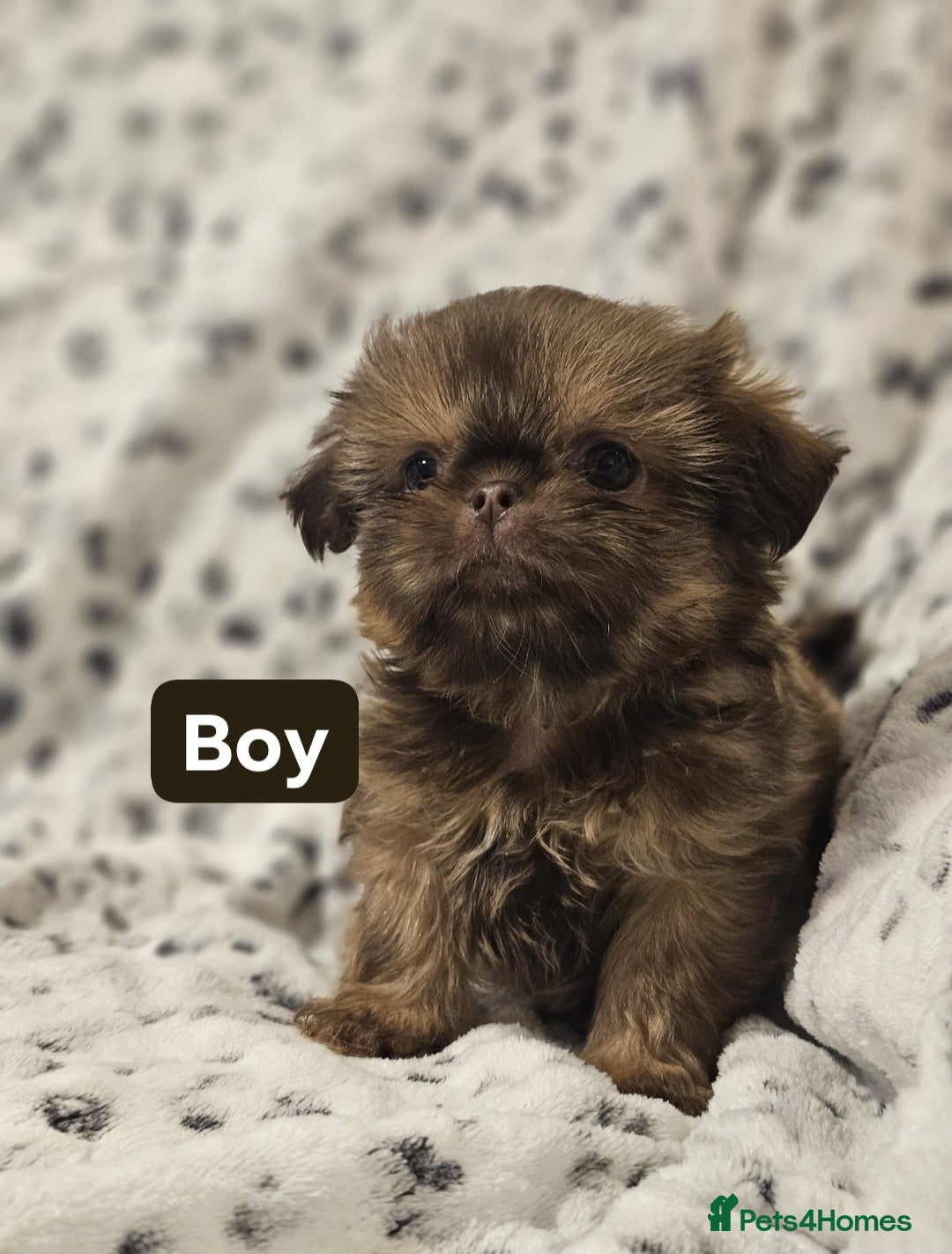 Shih Tzu dogs for sale: Beautiful shih tzu puppies  - Advert 6