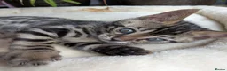 Bengal cats for sale: Bengal kittens in Essex TICA registered purebred  in Colchester - Advert 23