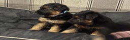 German Shepherd dogs for sale: German shepherd puppies  - Advert 2