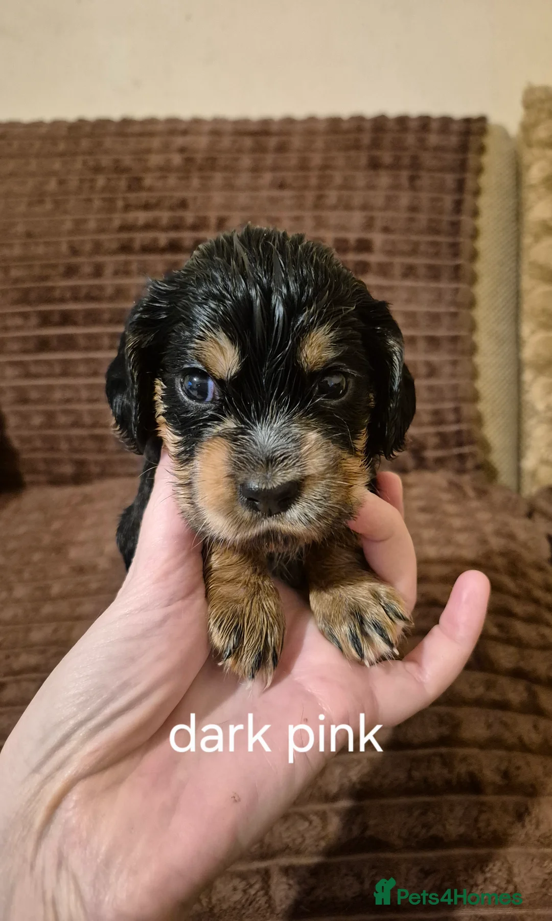 Cocker Spaniel dogs for sale: Cocker Spaniel puppies for sale - Advert 6