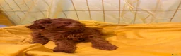 Toy Poodle dogs for sale: Beautiful toy poodle puppies  - Advert 4