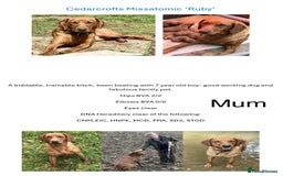 Labrador Retriever dogs for sale: Fox red labrador puppies - Image 15