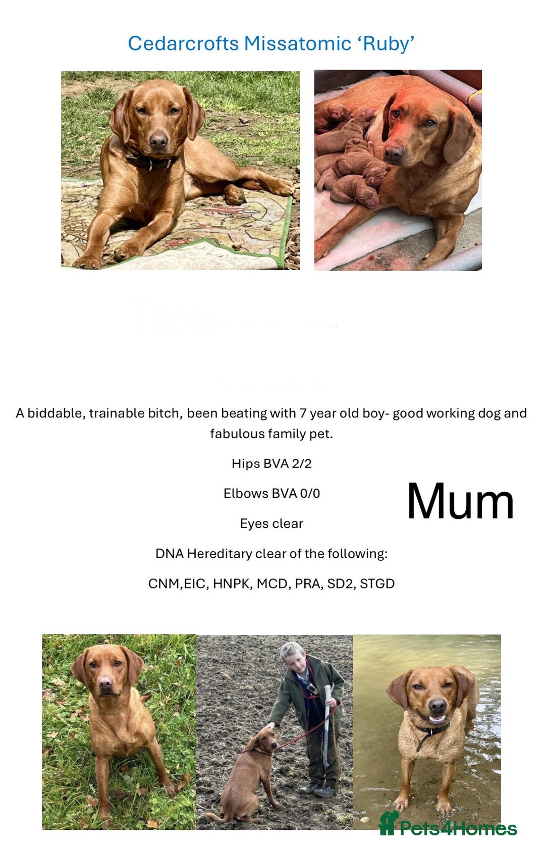 Labrador Retriever dogs for sale: Fox red labrador puppies - Image 15