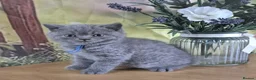 British Shorthair cats for sale: Pure British Shorthair kittens - Advert 13