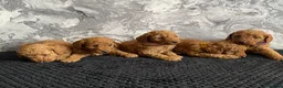 Miniature Poodle dogs for sale: Stunning Full Pedigree Red Minature Poodles  in Oldham - Advert 20