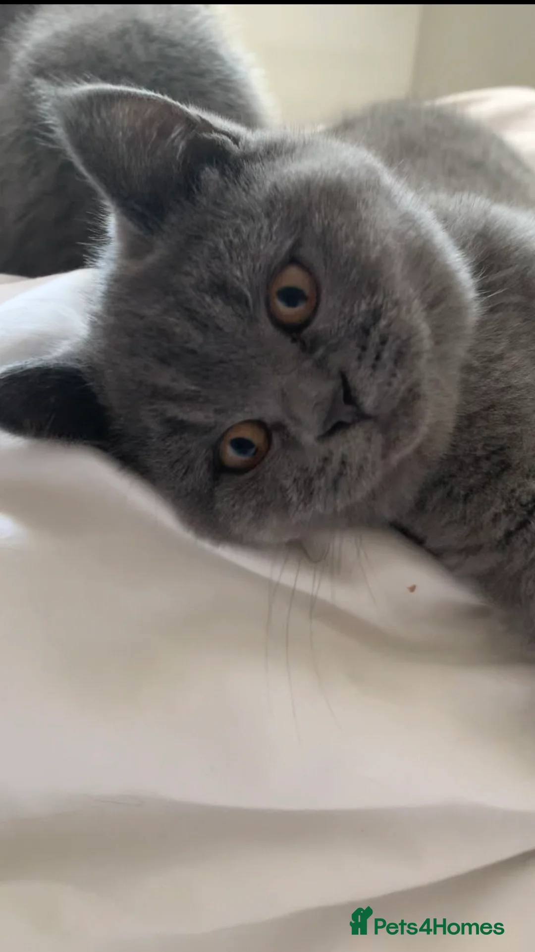British Shorthair cats for sale: British Shorthair Blue Kittens 💛 Raised with Love - Advert 11