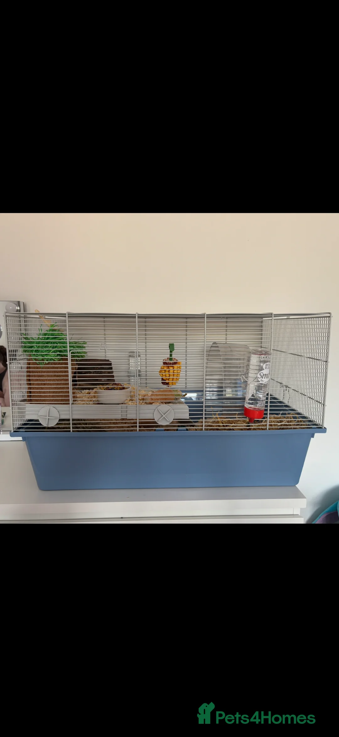 Hamster rodents for sale: Syrian Hamster and cage - Advert 5