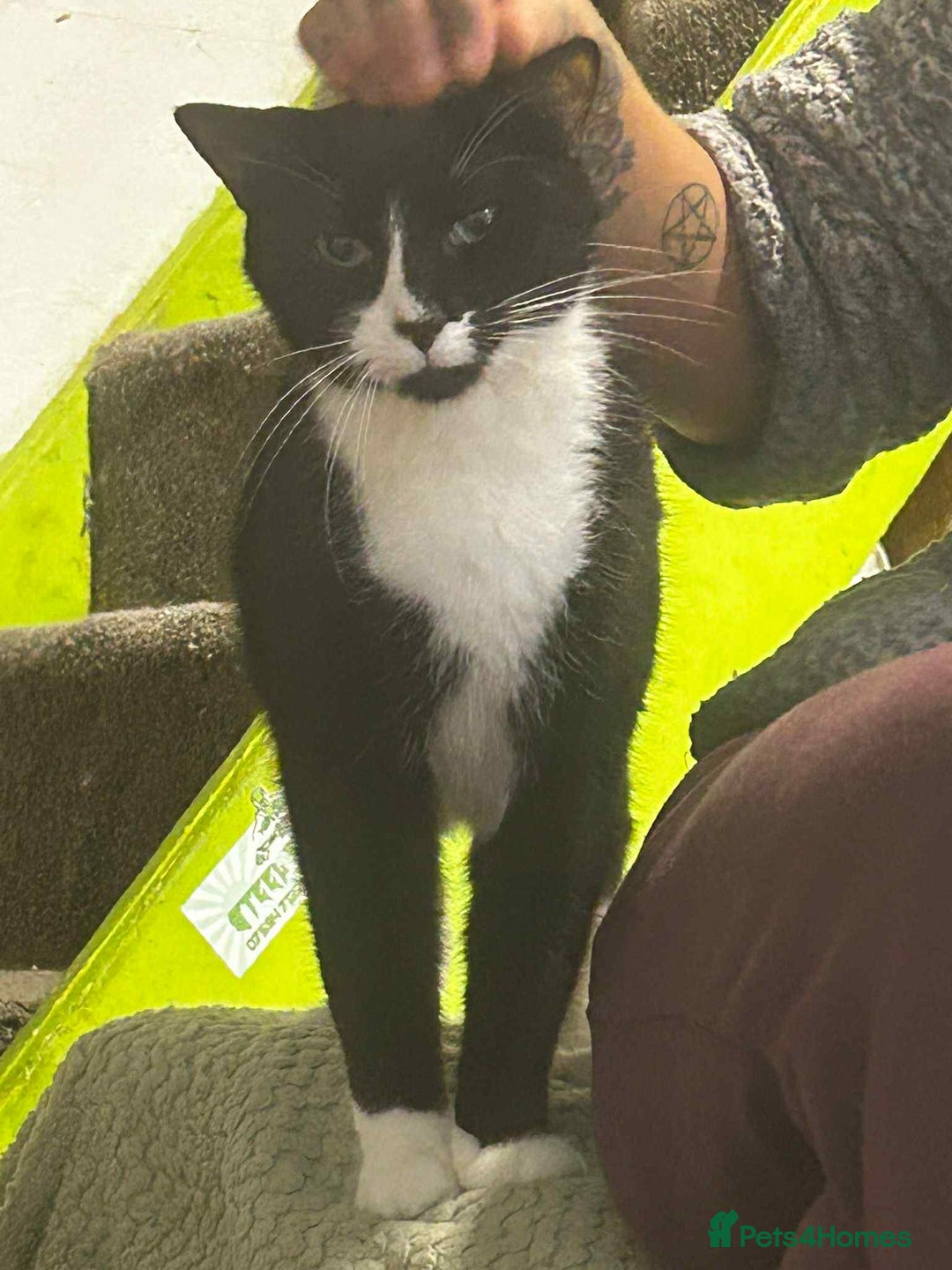 Mixed Breed cats for sale: Tuxedo boy, cat - Advert 2