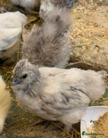 Chickens poultry - Advert 1