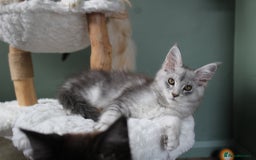 Maine Coon cats for sale: Silver shaded lines, ticked Maine coon kitten - Image 9