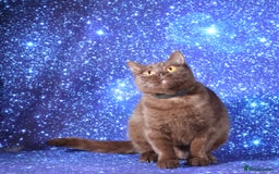 British Shorthair cats for sale: Retired Tica registered British shorthair females  - Image 17