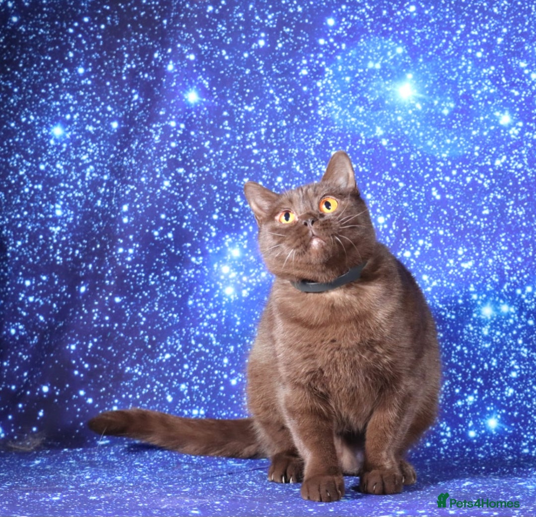 British Shorthair cats for sale: Retired Tica registered British shorthair females  - Image 17