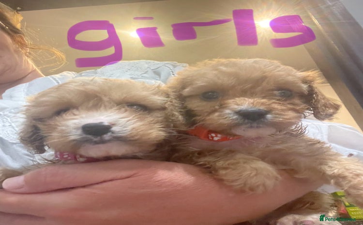 Cavapoo dogs - Advert 3