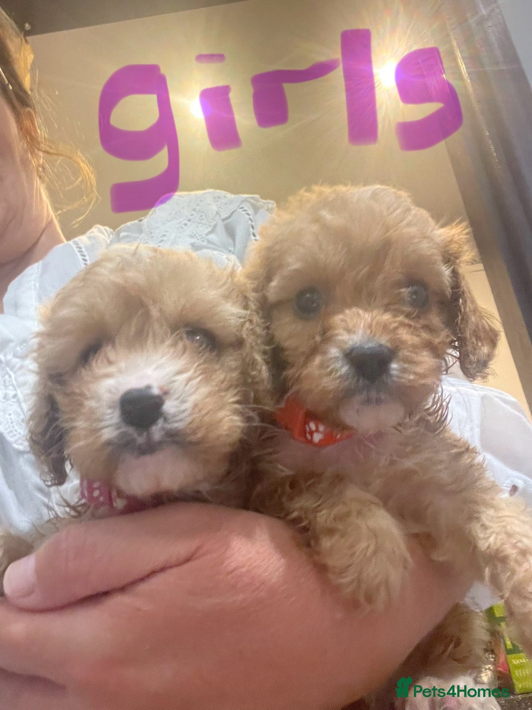 Cavapoo dogs for sale: Adorable toy Cavapoo pups apricot or fox red  - Image 1