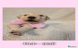 Goldador dogs for sale: Goldador puppies - Image 24