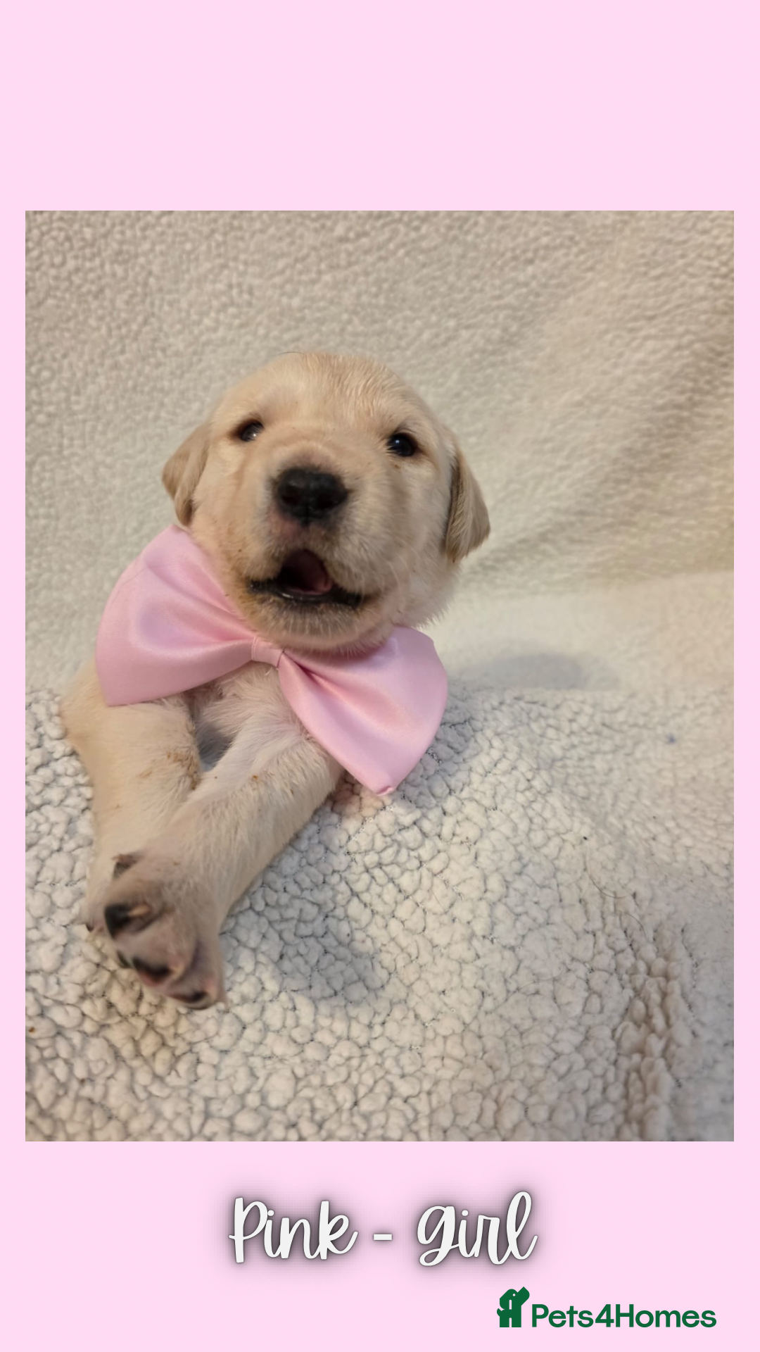 Goldador dogs for sale: Goldador puppies - Image 24