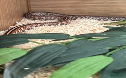 Corn Snake reptiles for sale: Two corn snakes for sale  - Image 3