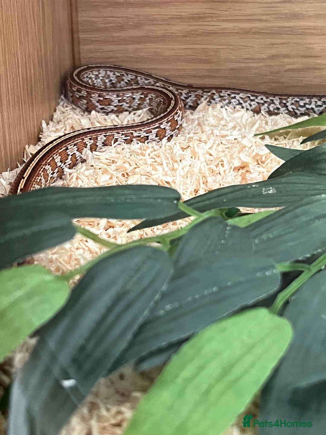 Corn Snake reptiles for sale: Two corn snakes for sale  - Image 3