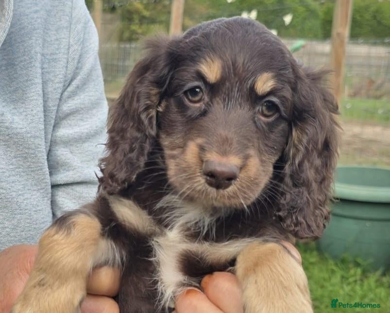 Cockapoo dogs Quality Cockapoo Puppies Homebred Domestic Licence - Advert 1