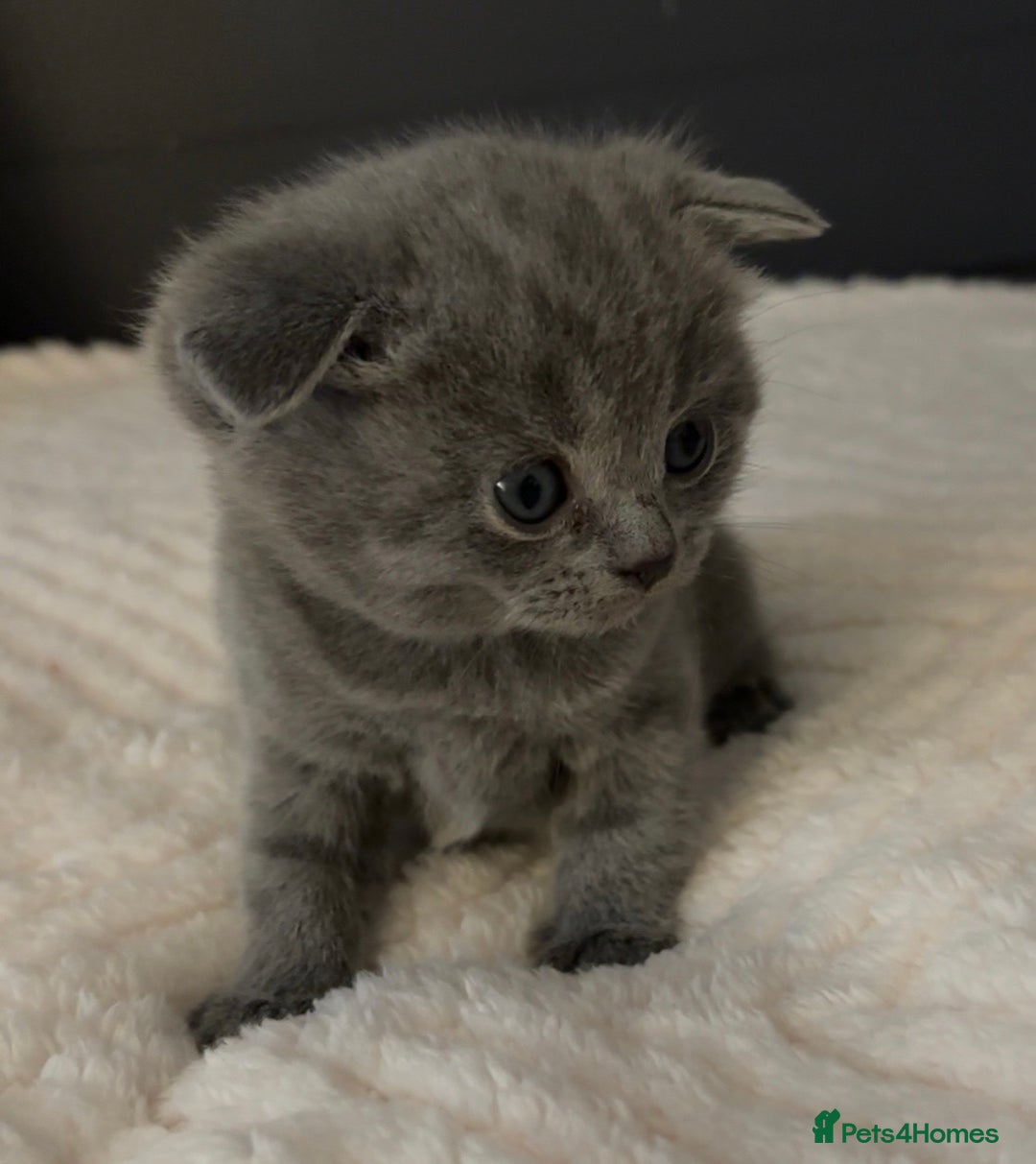 British Shorthair cats for sale: British short haired kittens - 07518744823 - Image 2