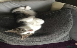 British Shorthair cats for sale: Little Tabby Kitten  - Image 1
