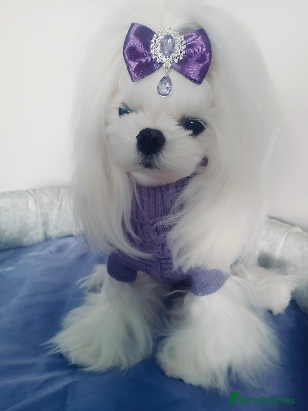 Maltese dogs for stud: 💜DNA health tested Tiny Korean Maltese boy💜 - Advert 2