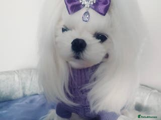 Maltese dogs 💜DNA health tested Tiny Korean Maltese boy💜 - Advert 4