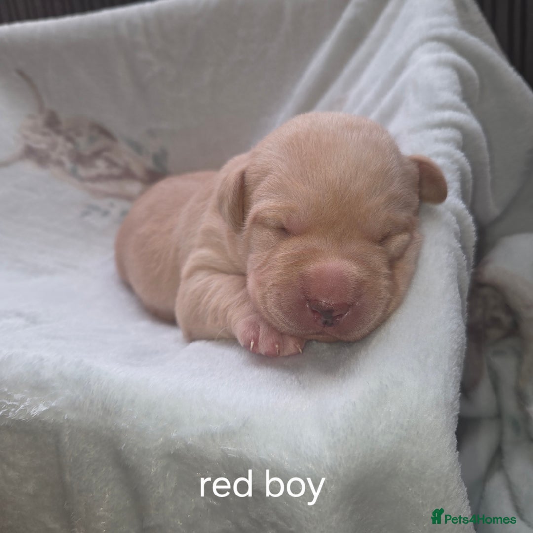 Labrador Retriever dogs for sale: Labrador puppies - Advert 2