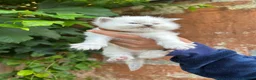 Ragdoll cats for sale: Beautiful Pure Blue Point Ragdoll  - Advert 18