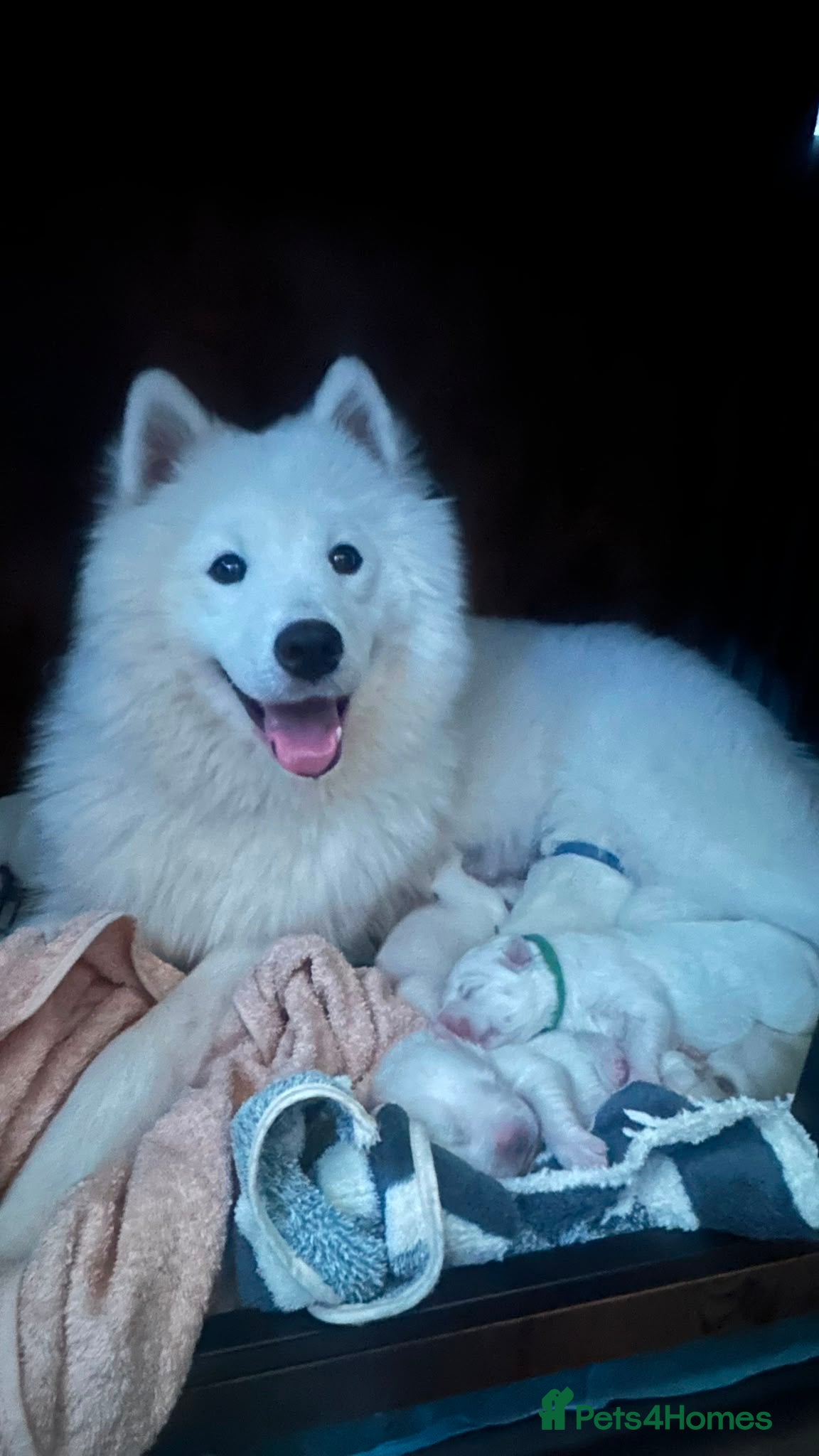 Samoyed dogs 5 stunning Samoyed - Advert 2