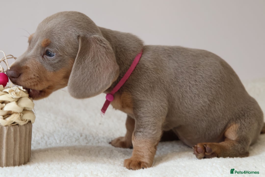 Miniature Dachshund dogs for sale:  🌟5StarsLicense+Holistic+KC+VetChecked+PRA Clear+ - Image 17