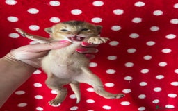Abyssinian cats for sale: 🏆🥇Top Quality Champion Lines Abyssinian Kittens  - Image 6
