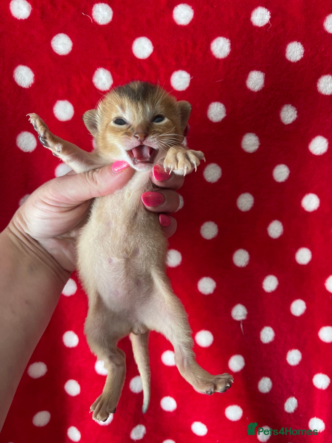 Abyssinian cats for sale: 🏆🥇Top Quality Champion Lines Abyssinian Kittens  - Image 6