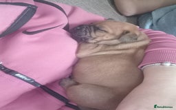 Mixed Breed dogs for sale: Bullmastiff X Puppies - Image 13