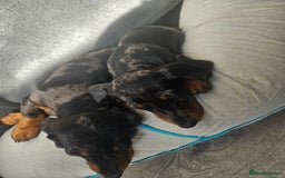 Dachshund dogs for sale: Mini dapple dachunds  - Image 1