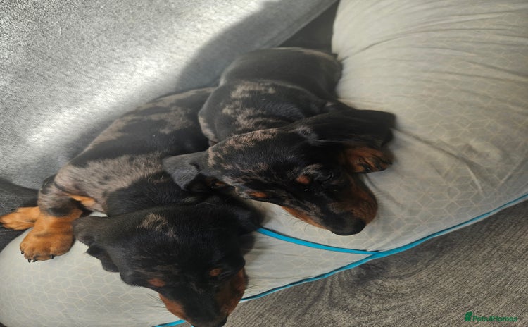 Dachshund dogs - Advert 9