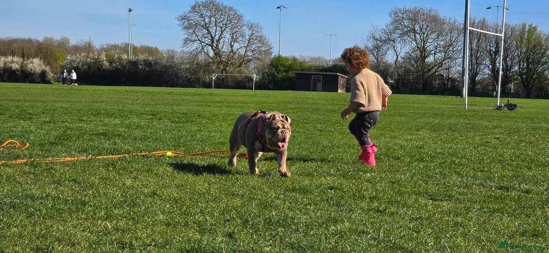 English Bulldog dogs for sale: Bulldog margo looking for loving new home - Image 6
