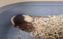 Rat rodents for sale: Baby rats - Image 6